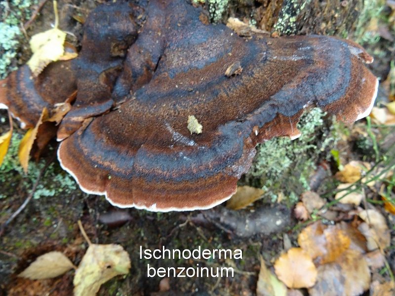 Ischnoderma benzoinum-amf1516.jpg - Ischnoderma benzoinum ; Syn1: Ungulina fuliginosa ; Syn2: Polyporus benzoinus ; Non français: Polypore balsamique. Polypore à odeur de benjoin
